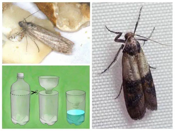 Vinegar recipe to get rid of carpet moths naturally 