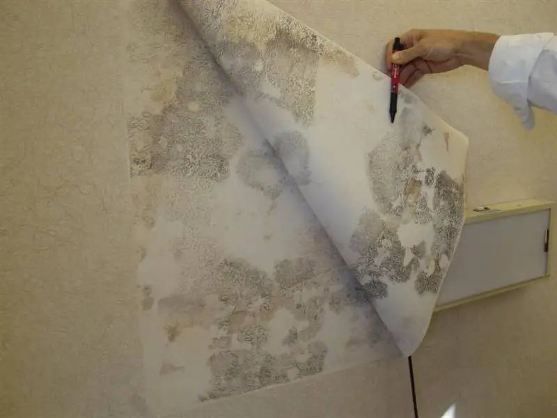 Home Remedy To Remove Mold From Wallpaper