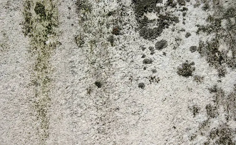 What Kills Black Mold On Concrete