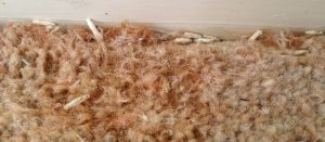 How To Get Rid Of Carpet Moths Naturally? Best Home Remedies